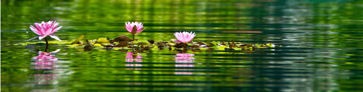 Water lily, living its life unaware of the pain of credit-card declines — photo by Vicente Villamón